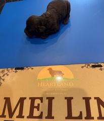 M L chocolate male 2