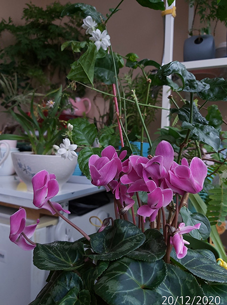 [Image: IMG-20201220-114445.jpg]