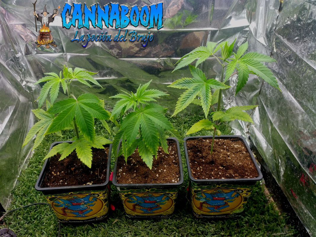 Concurso seguimientos Cannaboom línea basic- Novatonovel - Página 2 Sflk-1