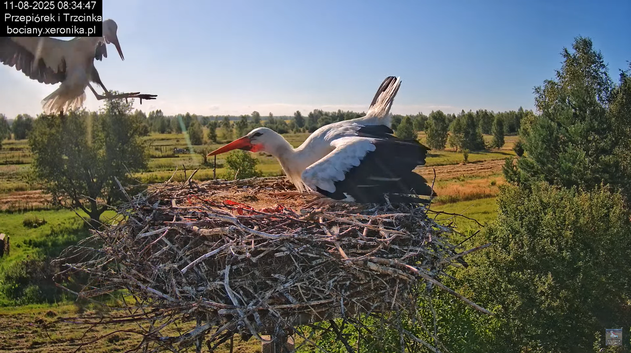 11082025bociany12