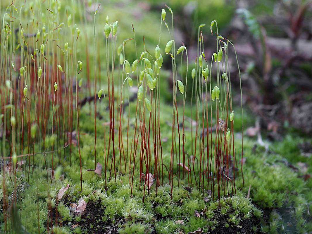 Funaria_hygrometrica_2_SAE_20230414