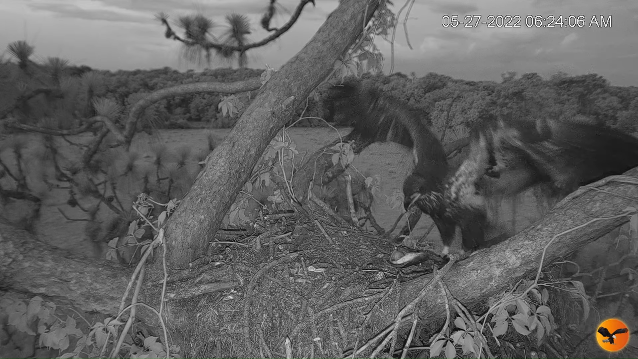 EC Nest Cam 10-26-31 screenshot (1)