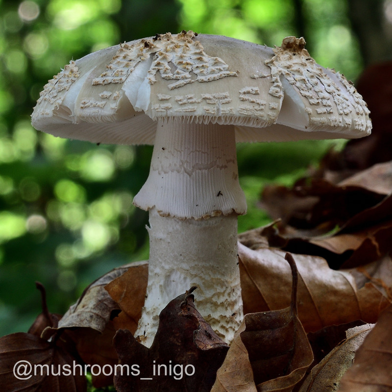 22A 31 A SPISSA EXCELSA - Kopia