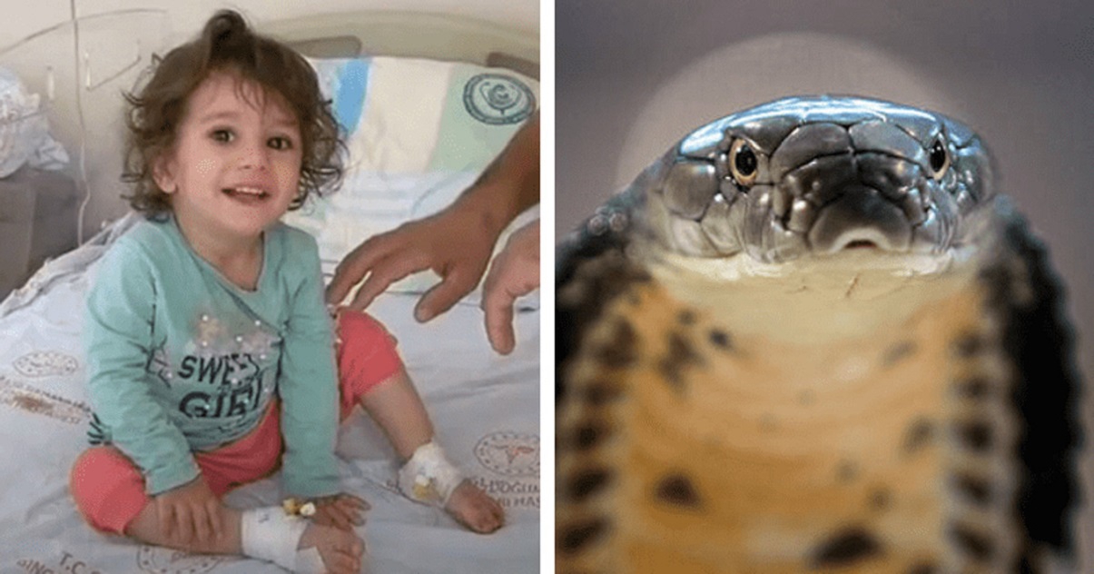 Niña de 2 años mata a mordidas a una serpiente que la mordió primero