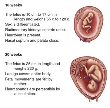 fetal-development.jpg