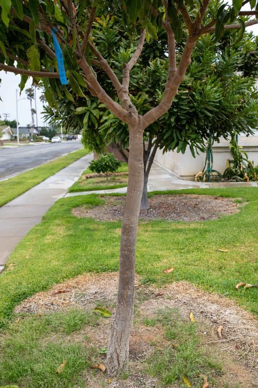 8U1A2291  Lemon Zest Lower Root Stock - Close Up (7-26-2021)