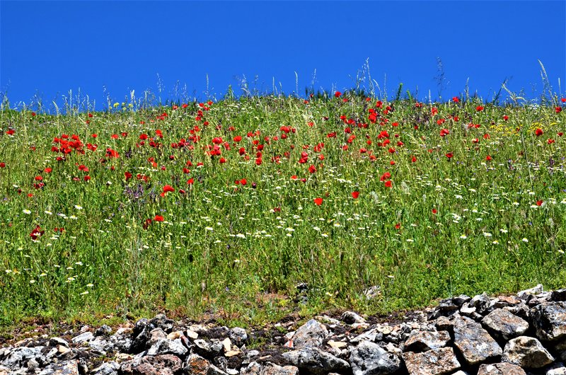 Soria y sus pueblos-2010/2013/2020 - Blogs de España - MEDINACELI-25-5-2013 (62)