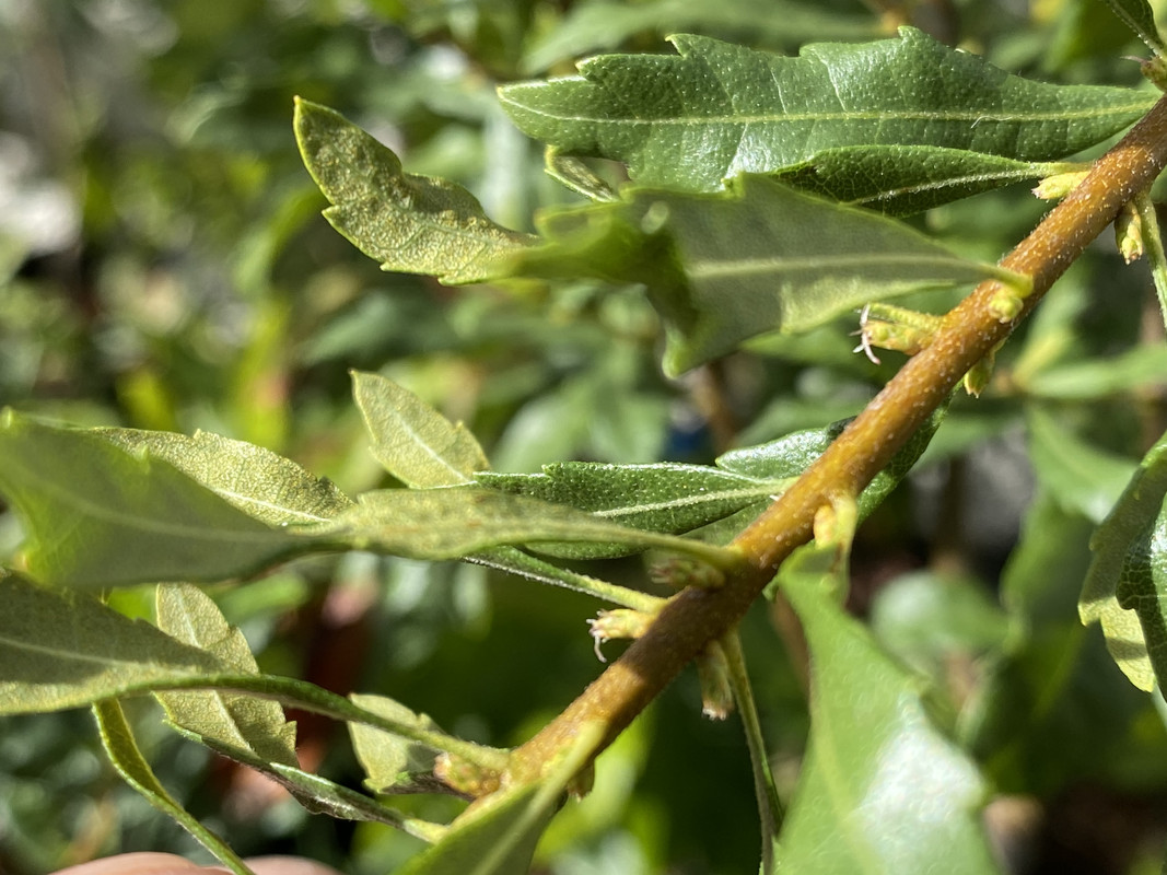 36E07205-59DA-4F21-899A-9D463AB94BA8