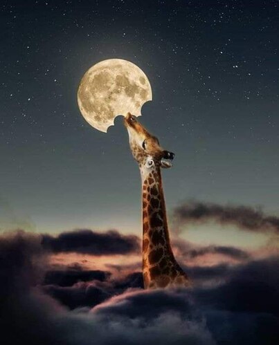 Giraffe-moon-taste-like-cheese