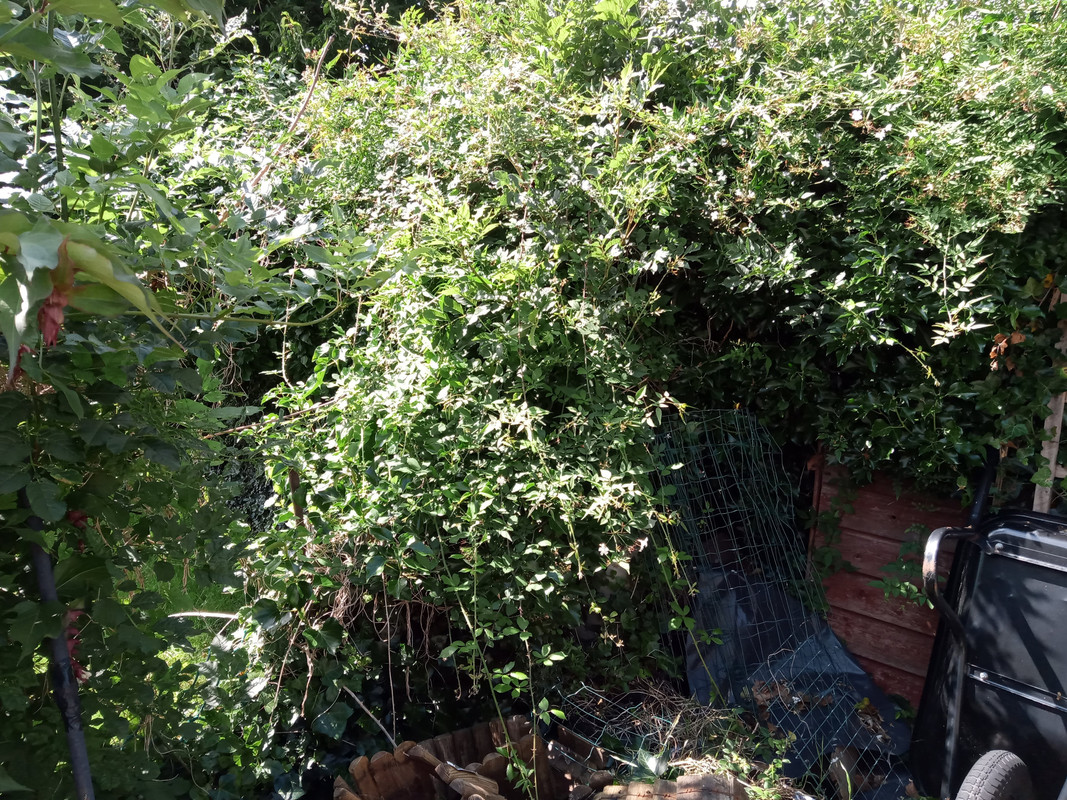 IMG_20200702_155206 (1)