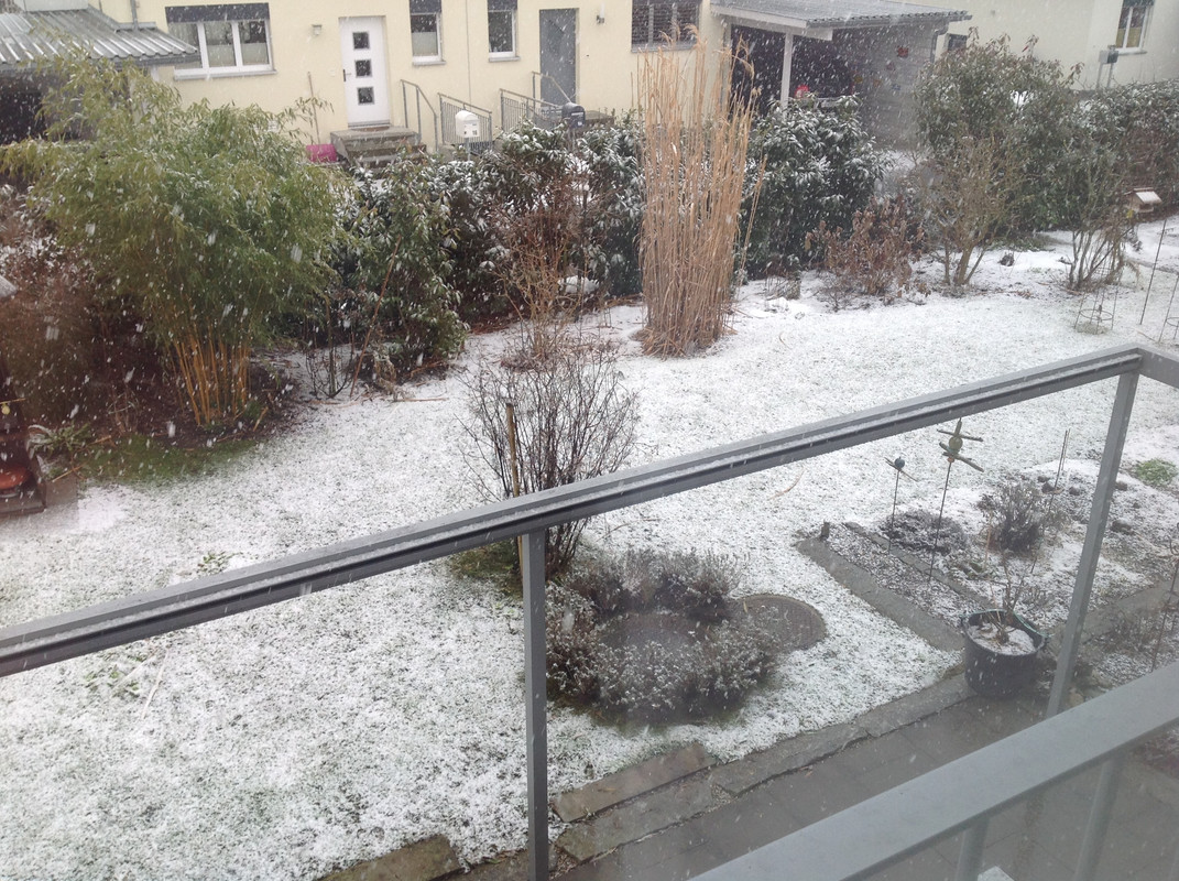 Lavendelstöcke 21. Februar 2015 Platzierungs Ide