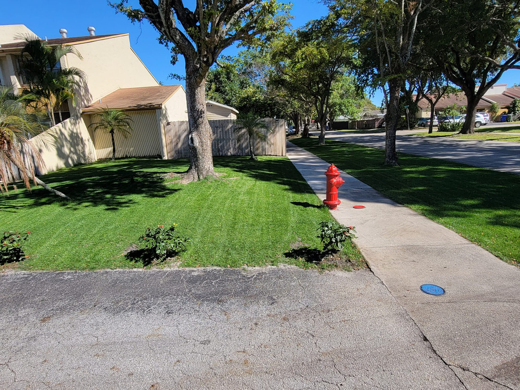 Seashore Paspalum VS Zoysia japonica seed | Lawn Care Forum