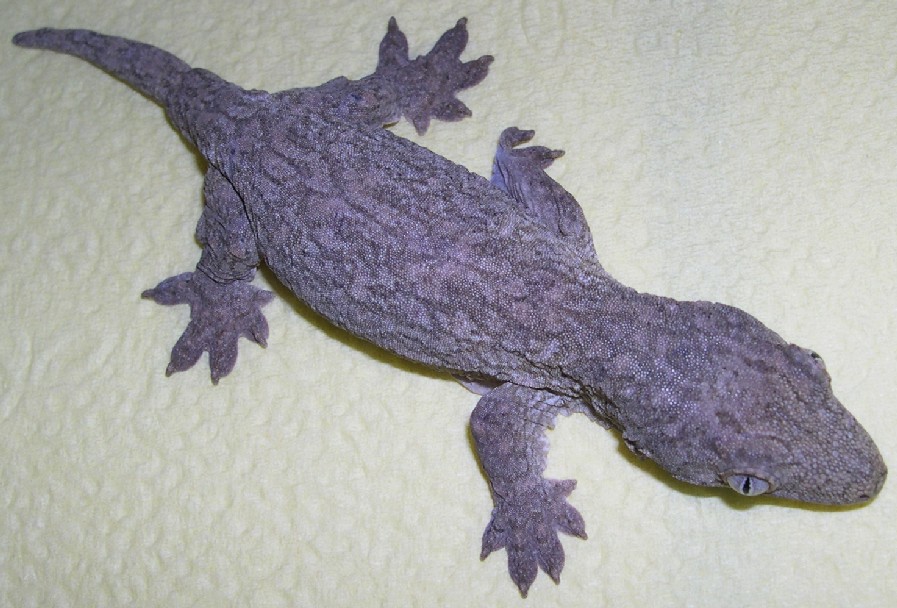 Toy Animal Wiki - Page 9 Rhacodactylus-leachianus-1