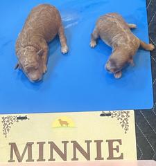 minnie males