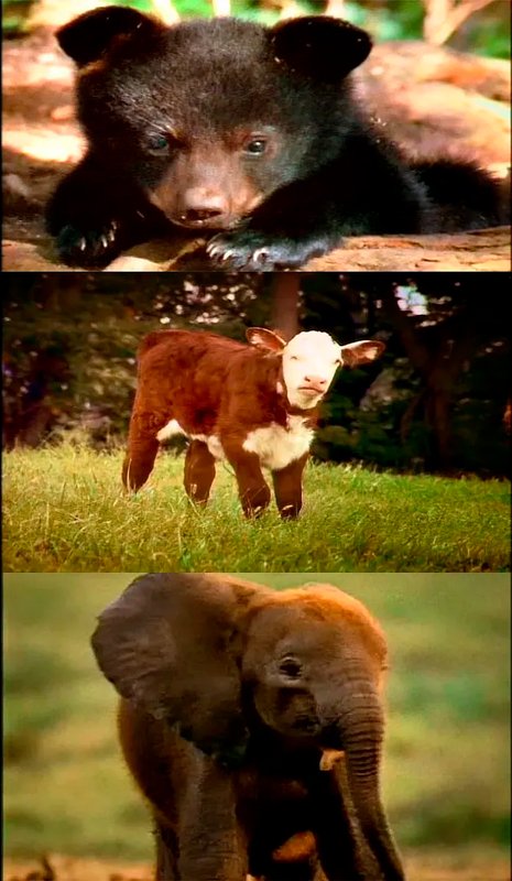 documental bebes elefantes nat geo mamferos 