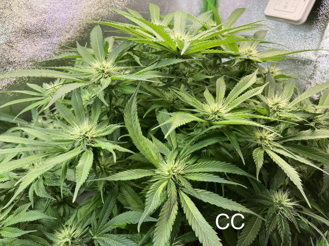 IMG_1647(Mayo 27  2023)