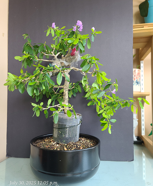 [Image: 20250730-120500.jpg]