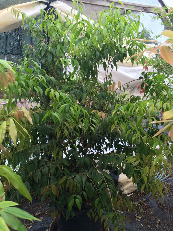IMG_0042 - Copy