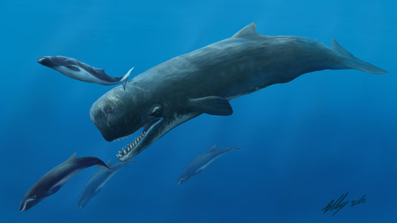 Sperm Whale the Ocean's Deep Diver