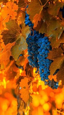 Fall-Colors-Grapes