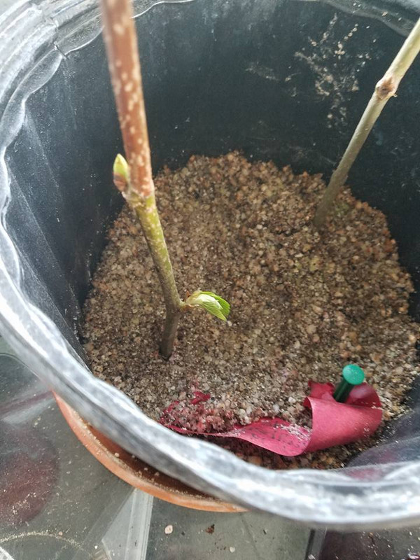 mulberry1