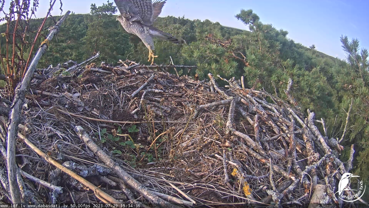 Zivju ērgļi (Pandion haliaetus) Kurzemē - LDF tiešraide 9-57-51 screenshot
