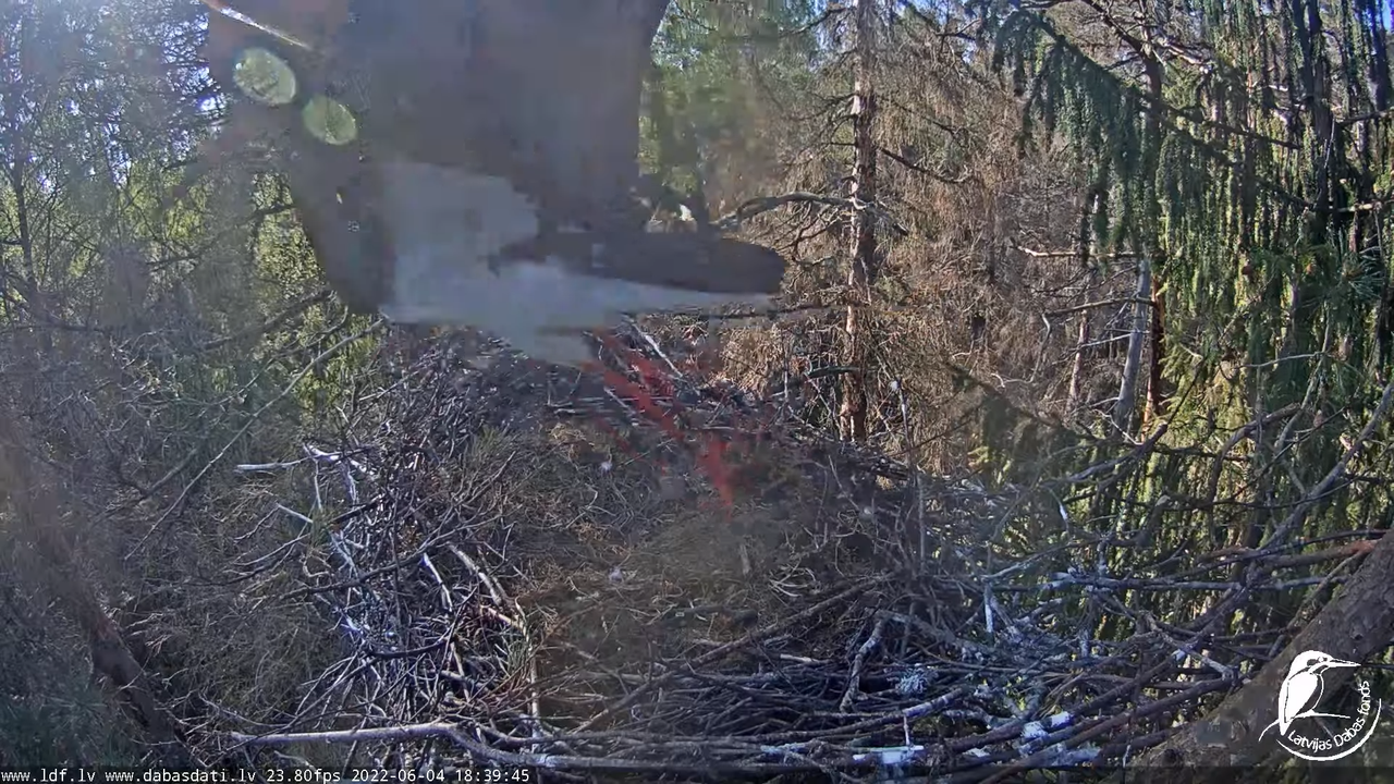 Melnais stārķis (Ciconia nigra) Siguldas novadā - LDF tiešraide 10-41-7 screenshot