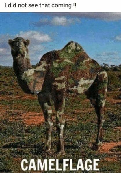 camel.jpg