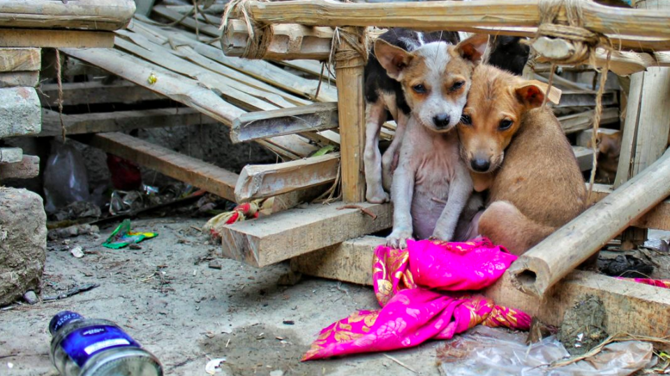 VIDEO: En condiciones deplorables, hallan a 50 perros hacinados en CDMX; se comían unos a otros