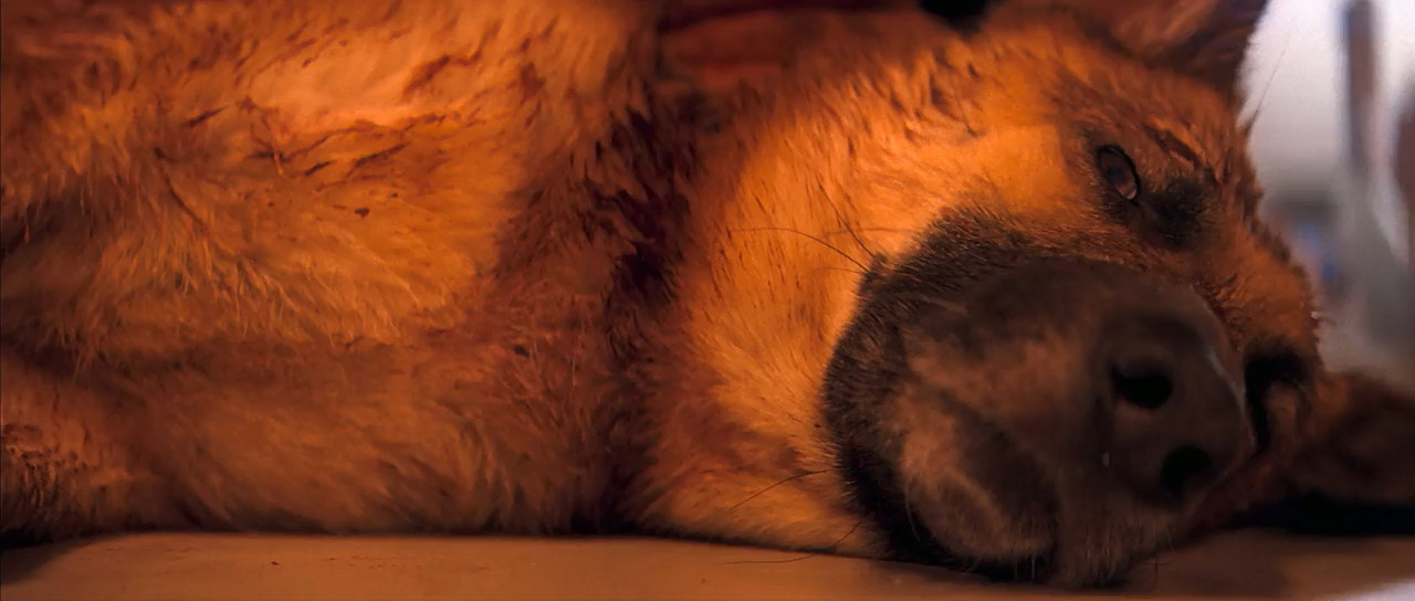 I Am Legend 2007 BluRay [Hindi + Tamil + Telugu + English] 480p 720p ESub Screenshot