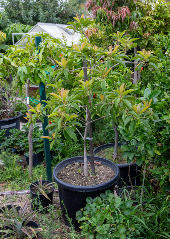 8U1A4916  Thomas Sapodilla Tree in #15 Container, AP (7-30-2025)