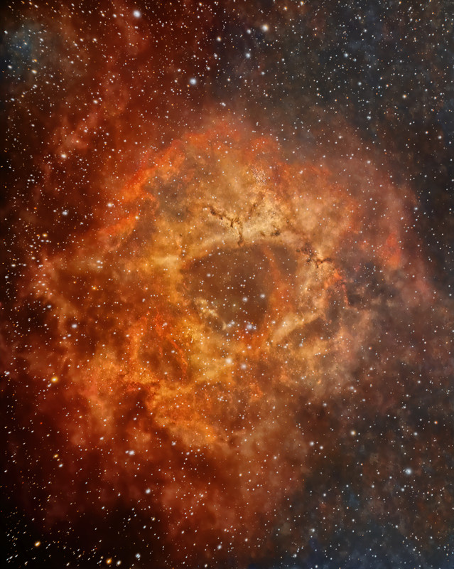 rose-1hr-40min-livestack.jpg