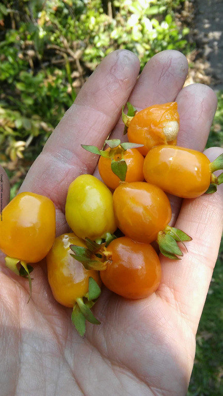 Huertasurbanas_com-20181017_134105.jpg-20220930_143318Orange_COTRG