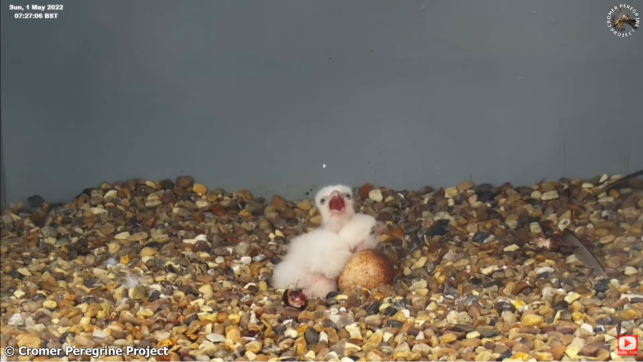 Cromer Peregrines. - Pagina 2 2022-05-01-103304