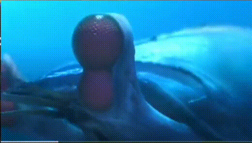 screen-20250927-093027-2.gif