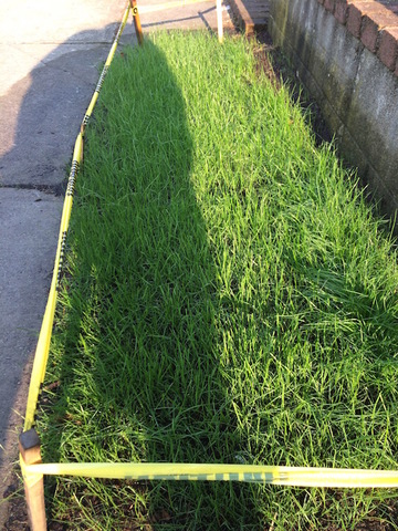 15_Day_Germination - 1