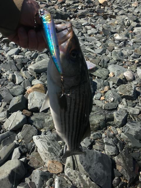 6-3 Striper Popper 2
