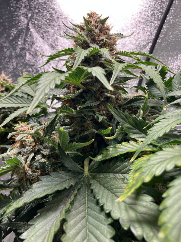 BD006B5A-88F4-436E-8803-F5D9698B2F8E