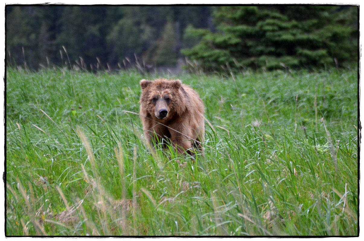 19 de junio. Osos a porrón en Lake Clark National Park - Alaska por tierra, mar y aire (5)