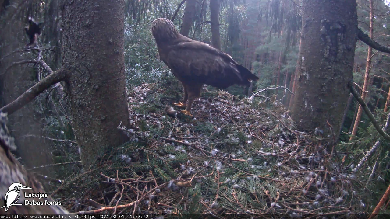 Mazais ērglis (Clanga pomarina), ligzda eglē __ Lesser spotted eagle in spruce, Zemgale, Latvia 16-3