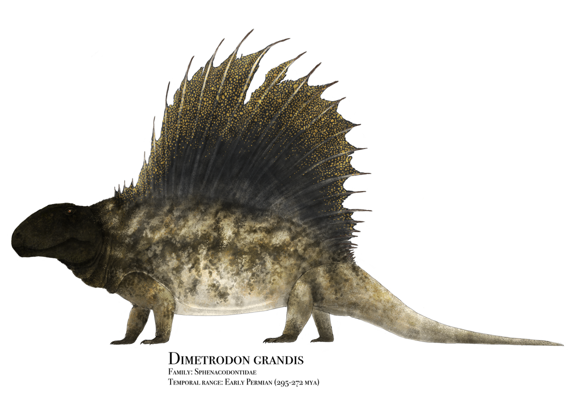 Dimetrodon_grandis_in__high_walk__pose (1)