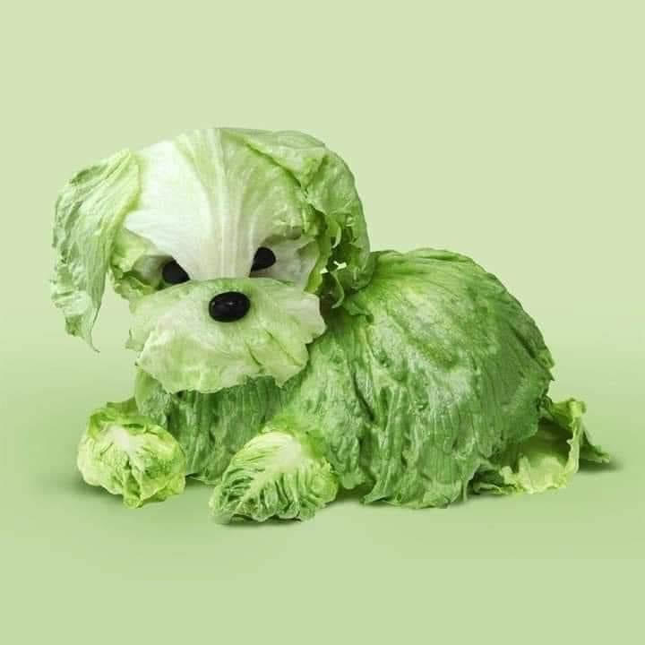 [Image: salad-dog.jpg]