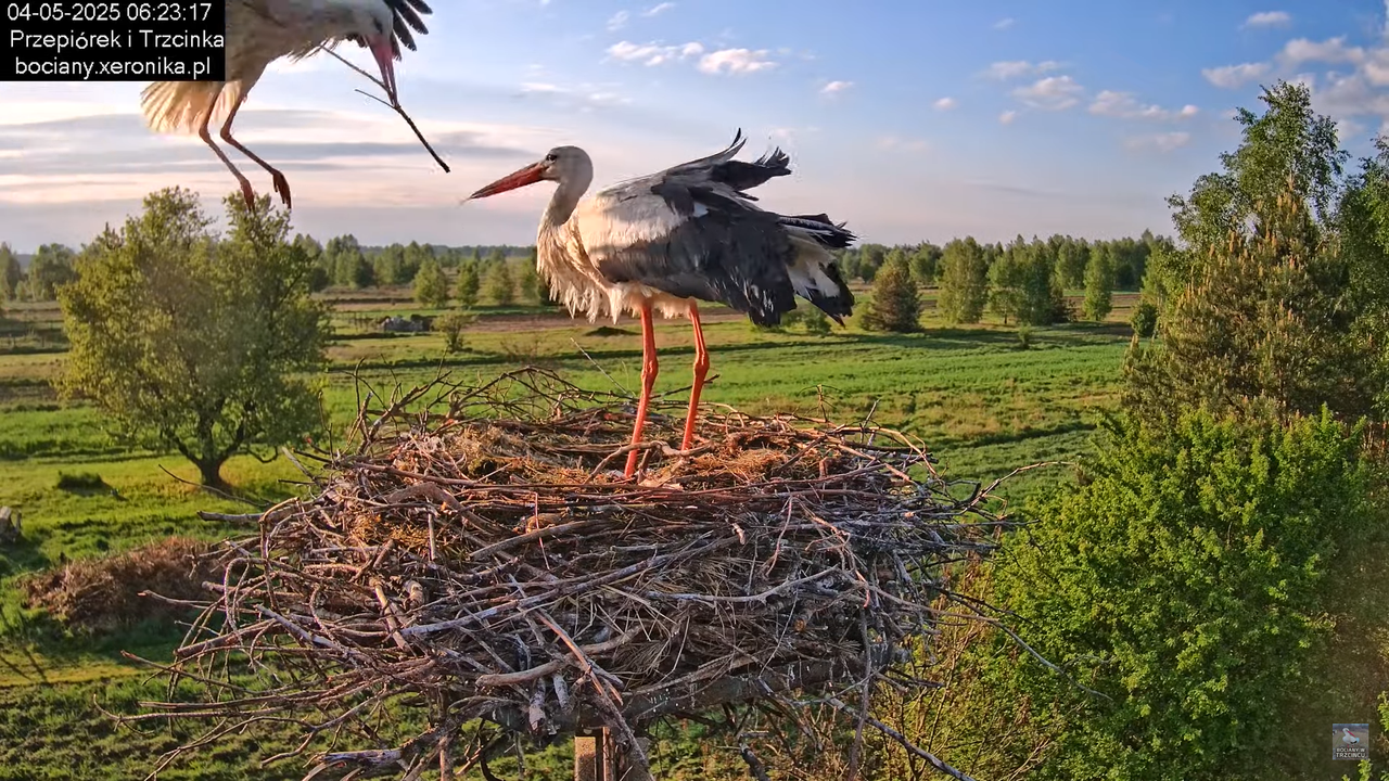 04052025bociany8