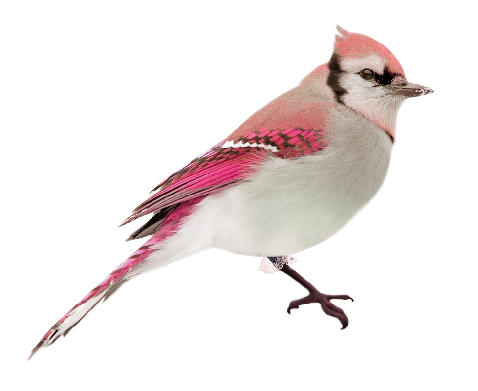 BIBI-PINK ANGEL ELEMS (11)