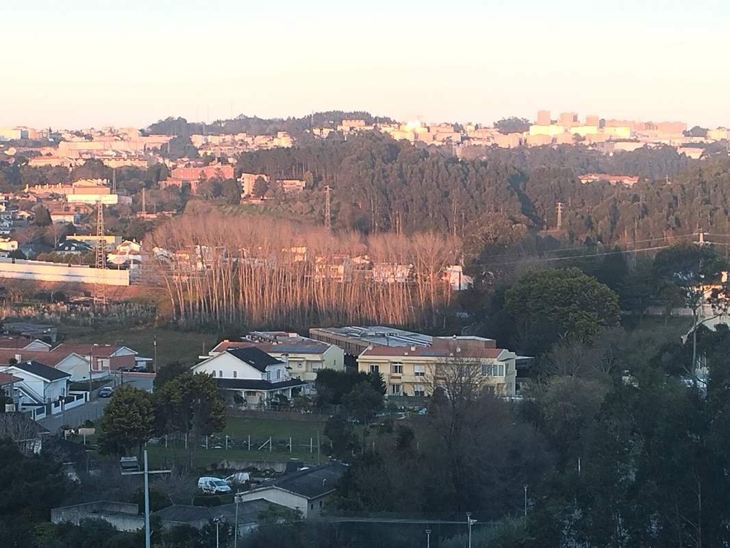 The trees.