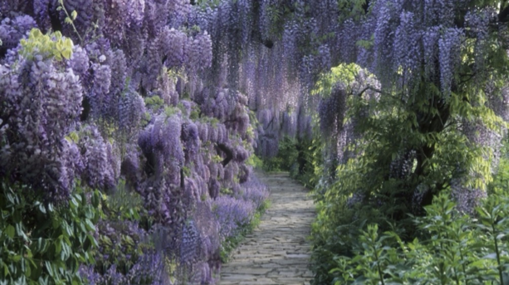 [Image: stonecrest-pathway.png]