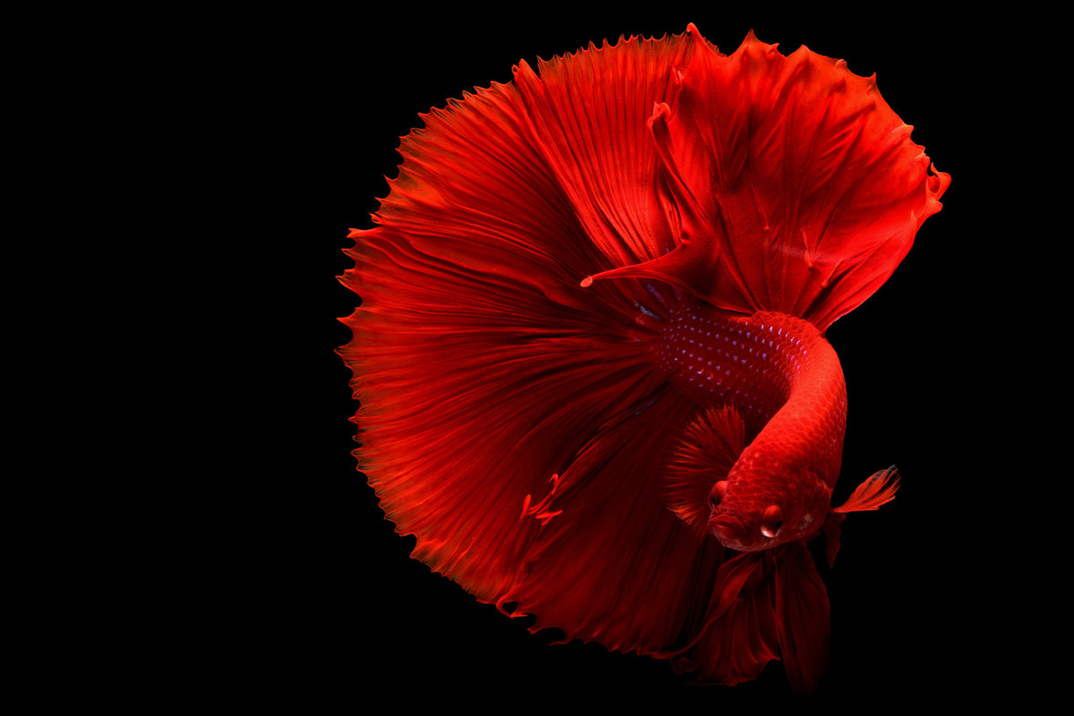 red-betta-fish.jpg