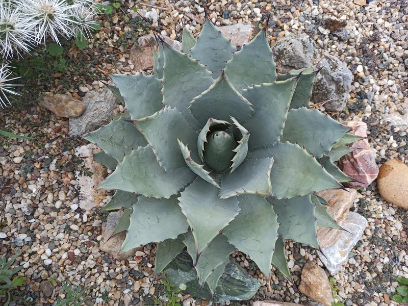 Mrazuodolné agave - rod Agave - Stránka 3 IMG-20210901-182259