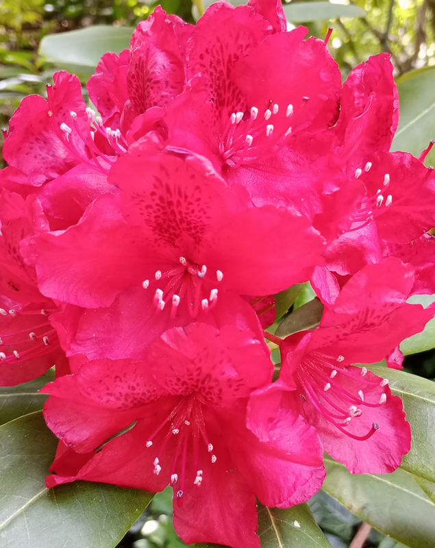 Rote Rhododendrenblüten (Pfingsten 2026)