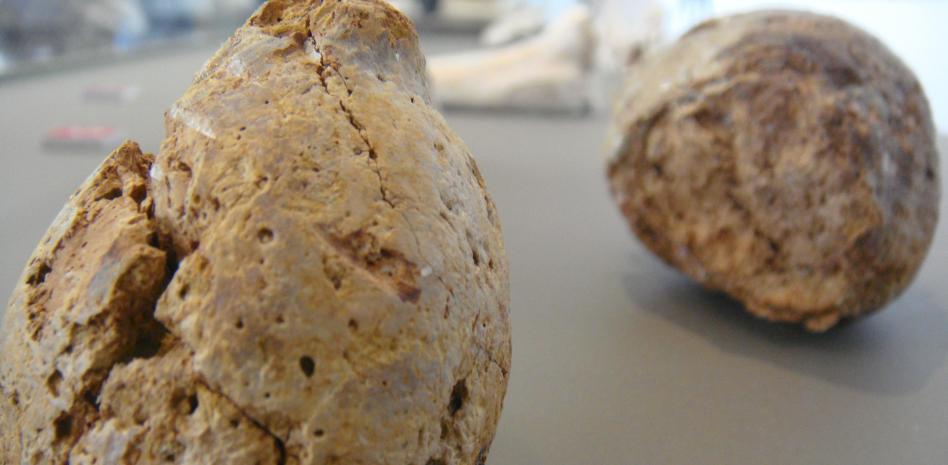 Madre e hija se dieron el susto de su vida con el aparentemente inocente fósil Nachosan, CC BY-SA 4.0 - Wikimedia Commons